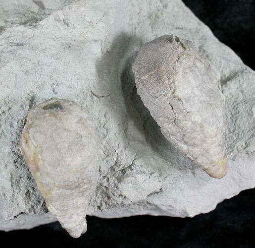 Pair Of Cystoid (Holocystites) Fossils - Indiana #25134